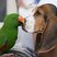 Image 3: A green parrot and a beagle become friends