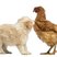 Image 8: A puppy and chicken playing together