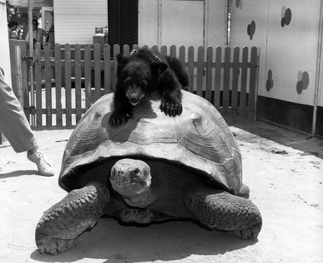 A bear cub rides a tortoise.