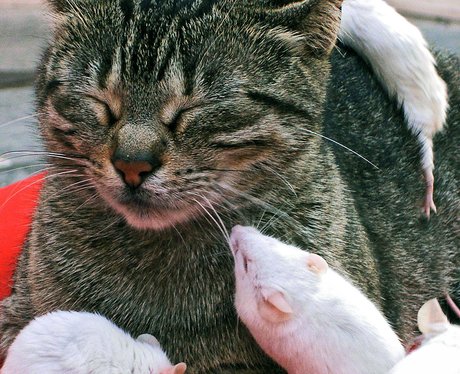 Mice besiege a cat in Italy