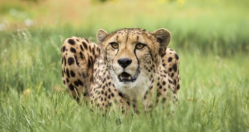 Cheetah at West Midlands Safari Park
