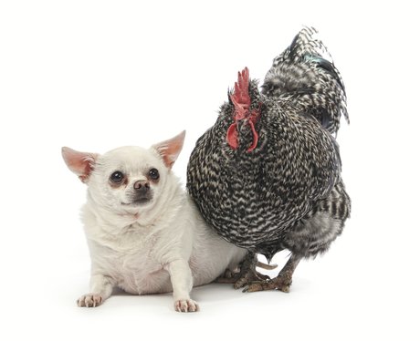 A chicken poses with a chihauhau