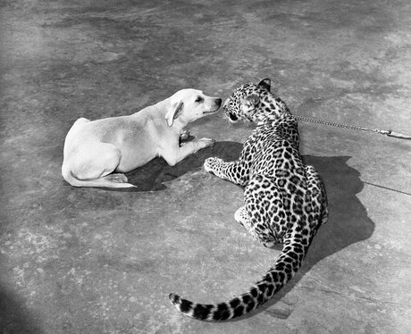 A dog sniffs a leopard.
