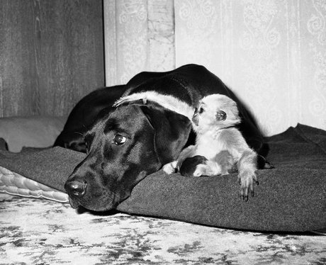 A dog and baby monkey become friends