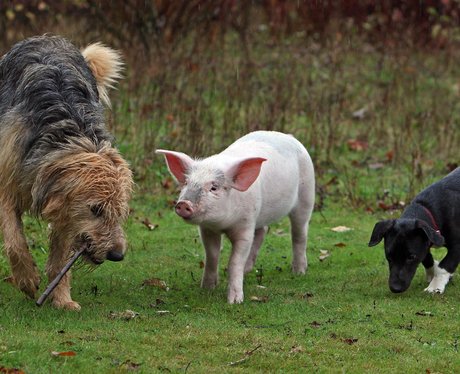 A piglet and two dogs out for a walk