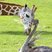 Image 1: A Giraffe and ostrich are best friends