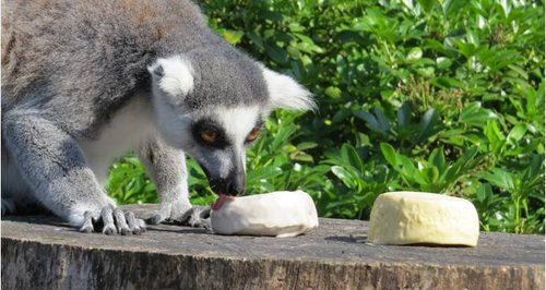 lemur eating ice cream at Marwell