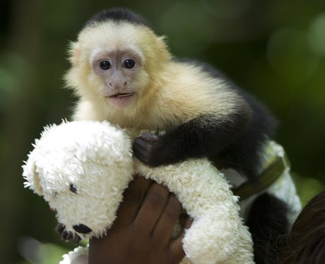 A monkey hugs a teddy at Miami's Jungle Island.