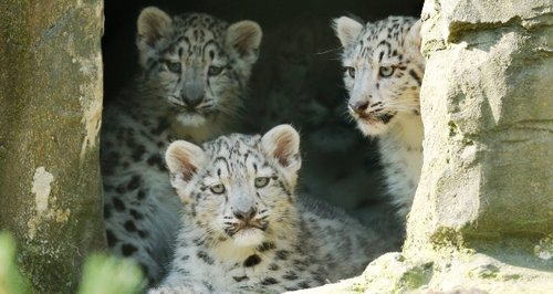 snow leopard cubs at Marwell Zoo