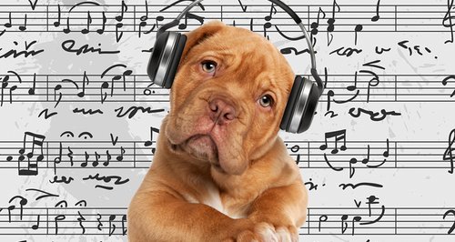 cute musical dog