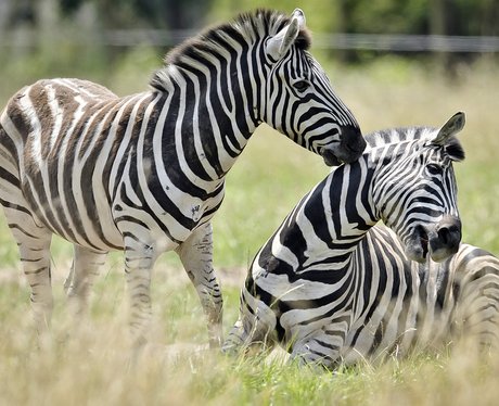 'You missed a spot!' Zebras horse around in a new paddock at the