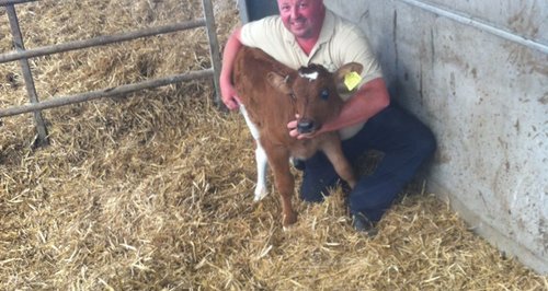'Royal' Cow born at Puxton