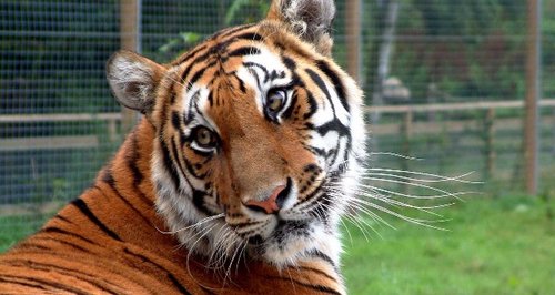 Amba at Shepreth Wildlife Park