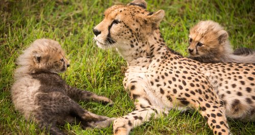 More new arrivals at Chester Zoo - Heart North West