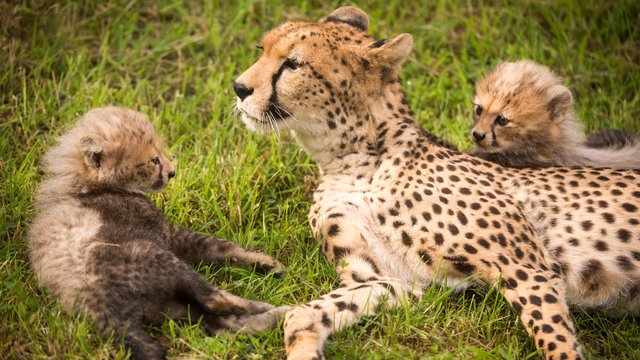 Researchers Go Hot-Foot To Save Endangered Species - Heart Scotland