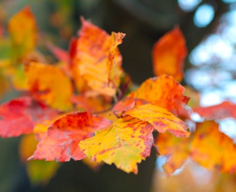 yellow autumn leaves