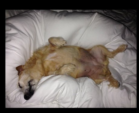 Cheryl Cole's Dog