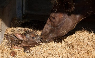 cow rescue