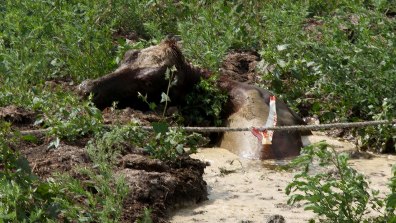 Pregnant Cow Saved From Slurry Pit - Heart Hampshire