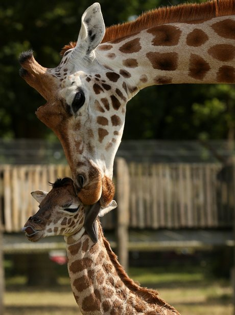 A baby giraffe gets a bath from mum Frankie at Woburn Safari Park in ...