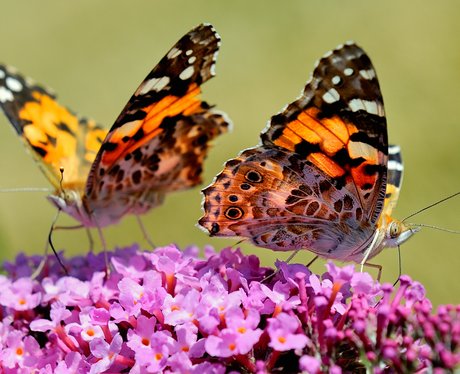 Cute Pictures Of The Week