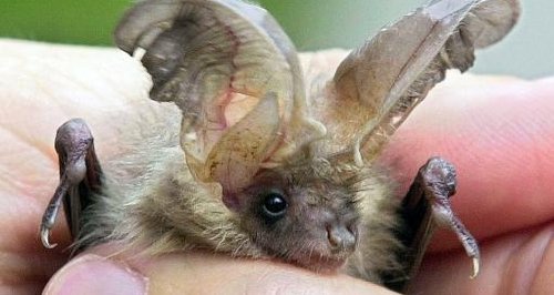 grey long-eared bat