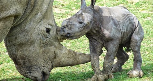 Baby Rhino At Cotswold Wildlife Park - Heart Wiltshire