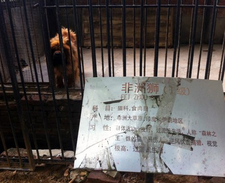 Fake zoo in china