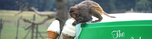 Monkey on ice cream van at Longleat