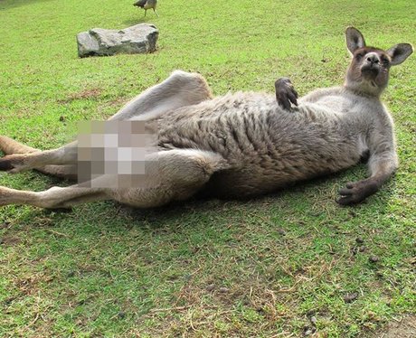 Censored Kangaroo Australian Zoo