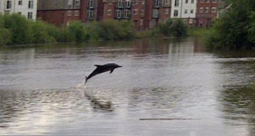 Dolphin swimming in the river Dee