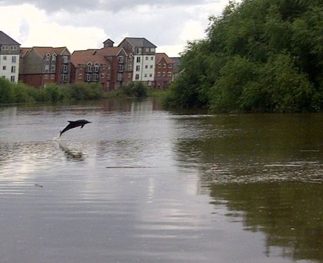 Dolphin swimming in the river Dee