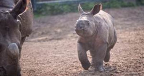 New Rhino at Chester Zoo