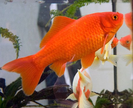 goldfish