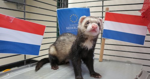 Vincent The Ferret