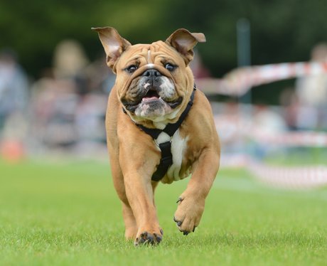 In Germany Dogs Compete In The Pug And Bulldog Race. Bless! - Cutest 