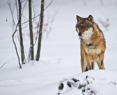 Wolf