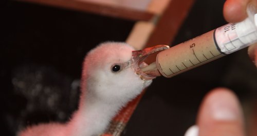 Flamingo chick hand reared at Longleat