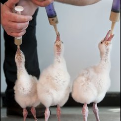 Flamingo chicks hand reared at Longleat