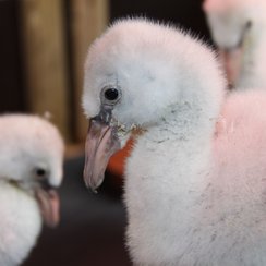 Flamingo chick hand reared at Longleat