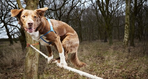 Ozzy the tightrope walking dog