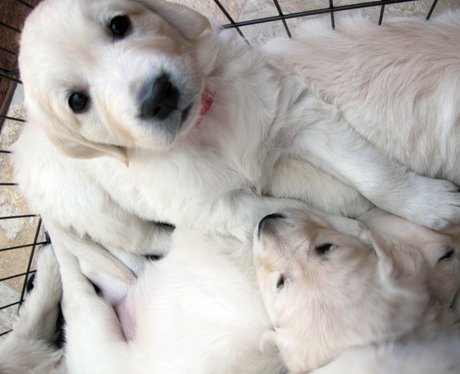 These English golden retriever puppies just can't help ...