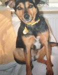 missing David Vane Southampton dog