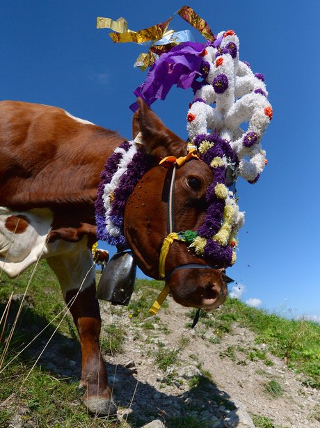 Weird And Wonderful Pictures Of The Week