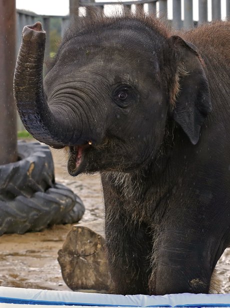 An elephant calf plays in a paddling pool.