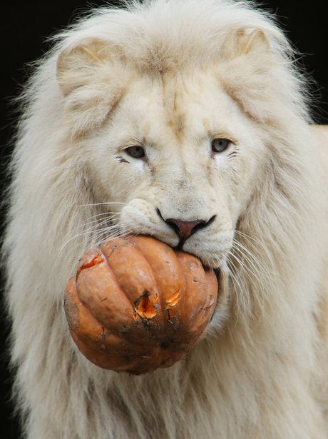 A lion eats a pumpkin in Holland.