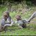 Image 2: Longleat monkeys