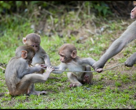 Longleat monkeys