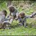 Image 1: Longleat monkeys