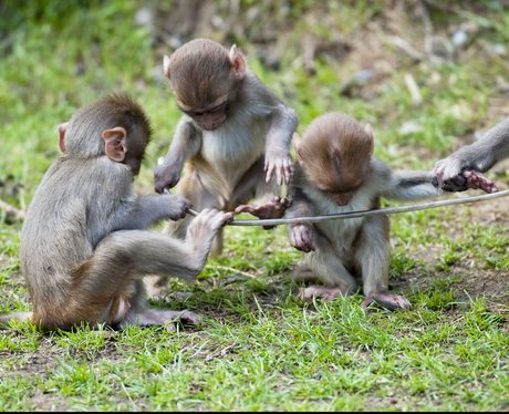 Longleat monkeys